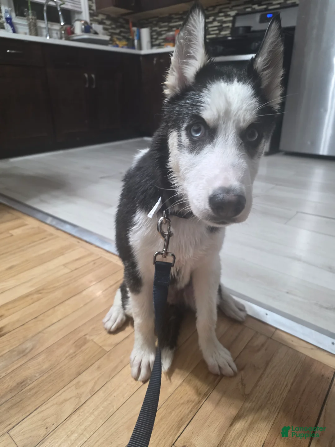 Pomsky dogs for sale: Pomsky Puppy 1 - Ad 2