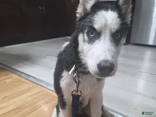 Pomsky dogs Pomsky Puppy 1 - Ad 39