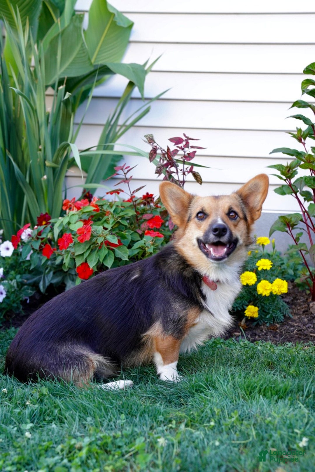 Welsh Corgi Pembroke dogs for sale: Randy 🌟 ADOPTION SPECIAL - Ad 11