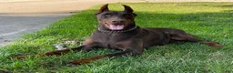Doberman Pinscher dogs for sale: Ankor - Ad 7