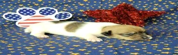 Jack Russell Terrier dogs for sale: Puck CKC registered male - Ad 4