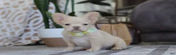 French Bulldog dogs for sale: Chip - Ad 3