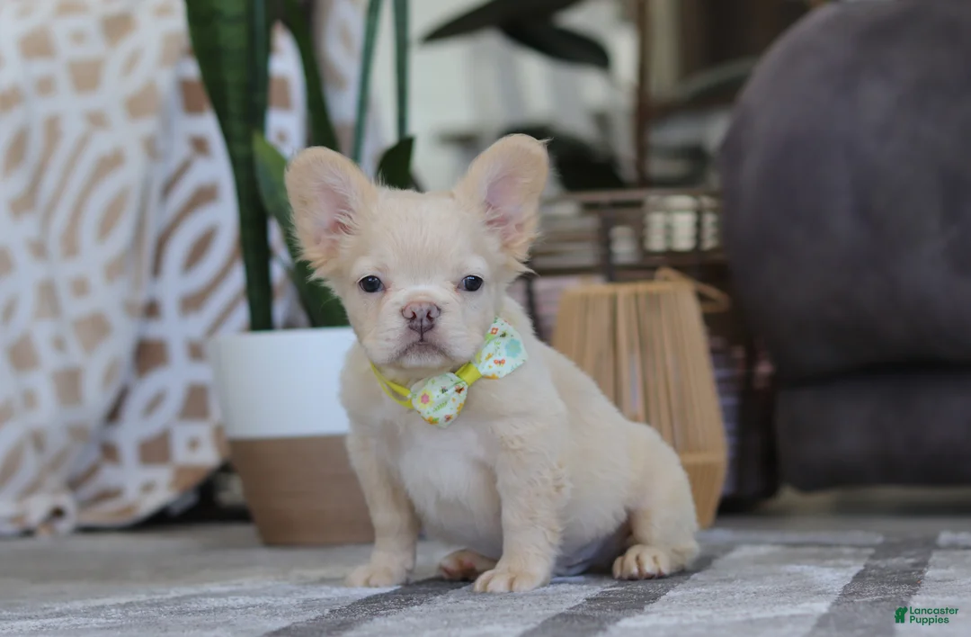 French Bulldog dogs for sale: Chip - Ad 3