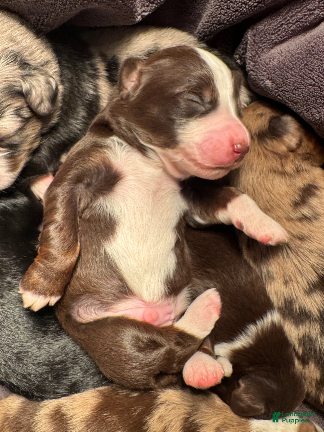 Mixed Breed dogs for sale: Aussie Mountain Doodle Templeton - Ad 1