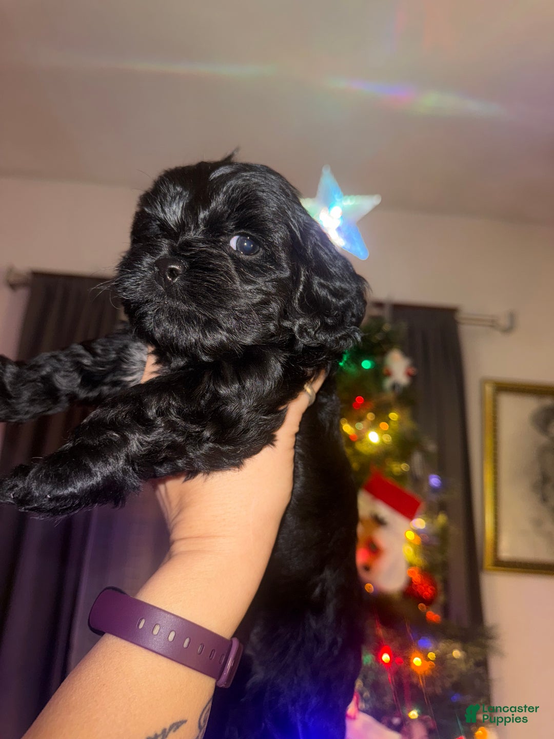 Gallery Image {{count}}