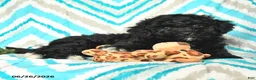 Mini Goldendoodle dogs for sale: Jadon - Ad 2