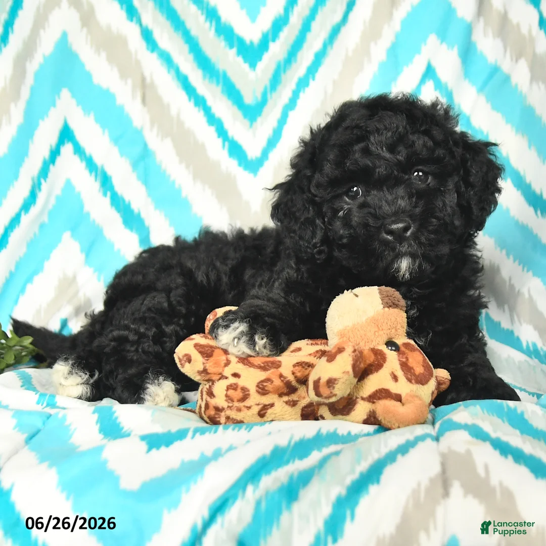 Mini Goldendoodle dogs for sale: Jadon - Ad 2