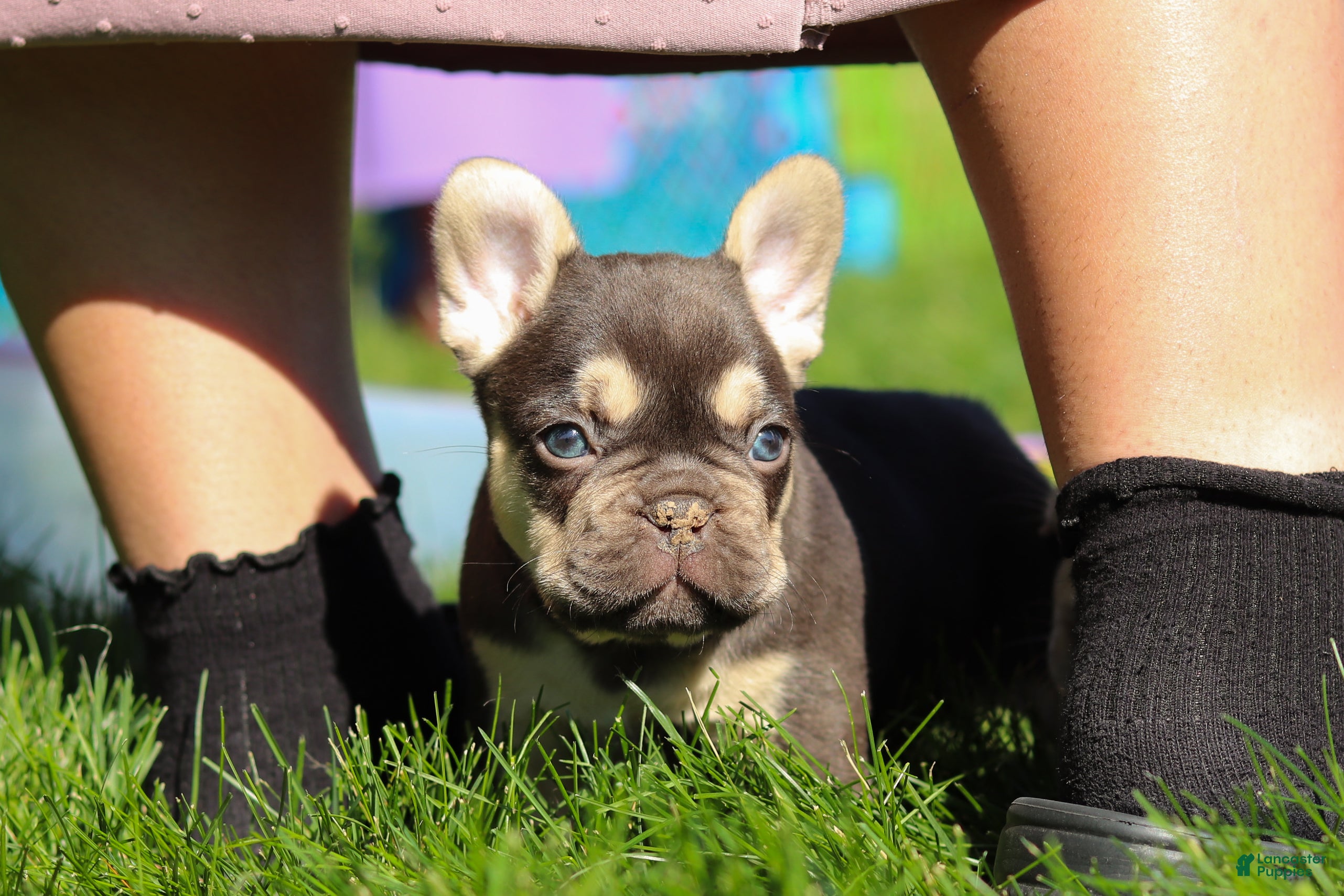 French Bulldog dogs for sale: Chase - Ad 3