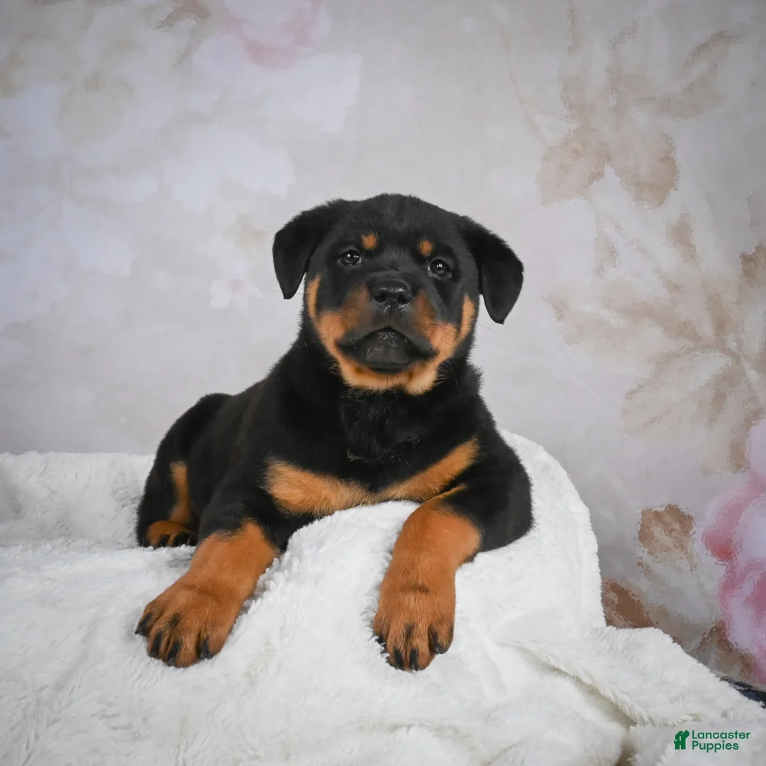 Rottweiler dogs for sale: Jewel - Ad 7
