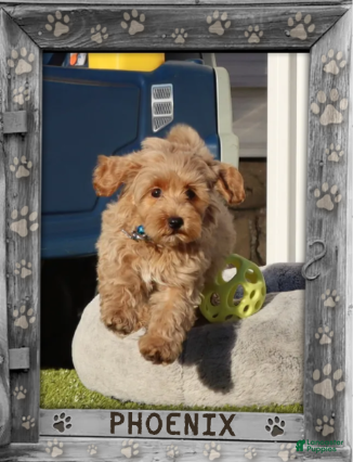 Havapoo dogs Phoenix 💙 Minature - Ad 1