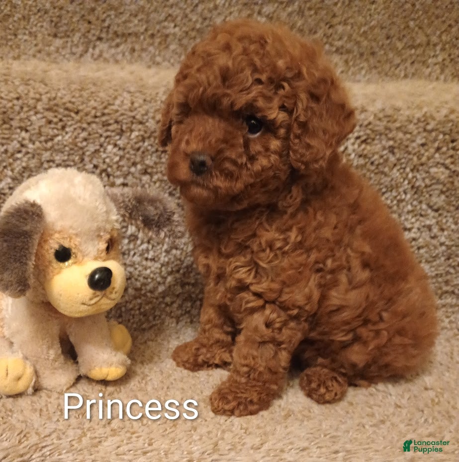 Toy Poodle dogs princes - Ad 2