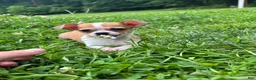 Chihuahua dogs for sale: Cookie - Ad 1