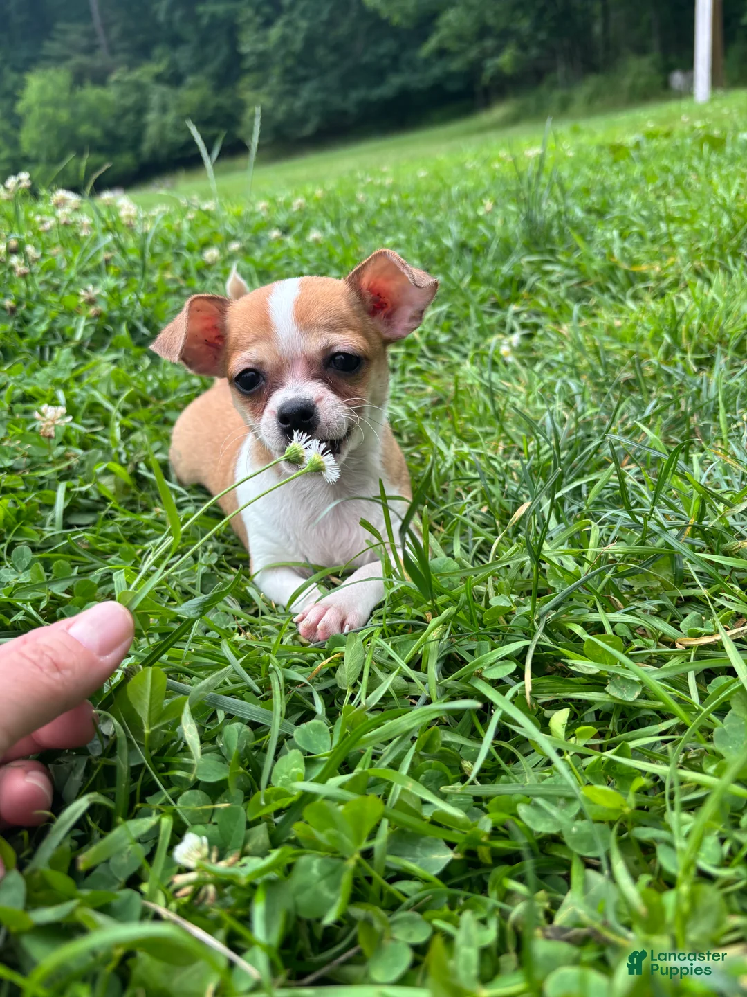 Chihuahua dogs for sale: Cookie - Ad 1