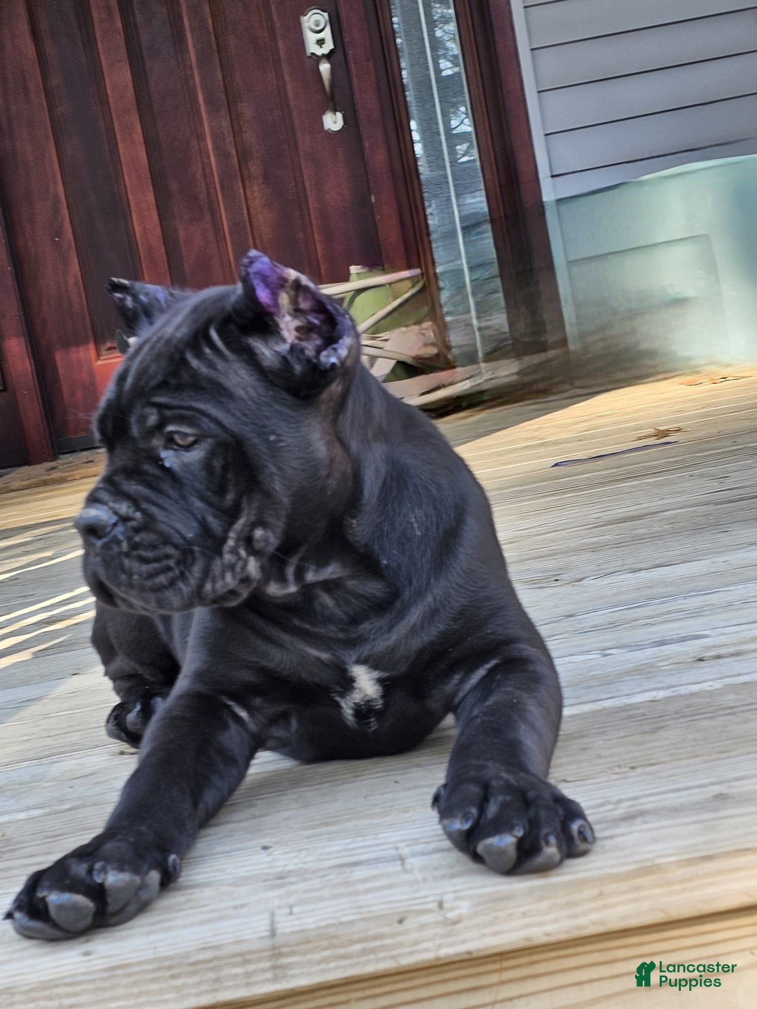 Cane Corso dogs ZEUS - Ad 40
