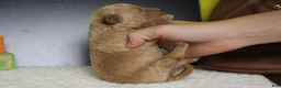 Goldendoodle dogs for sale: Alfredo - Ad 8