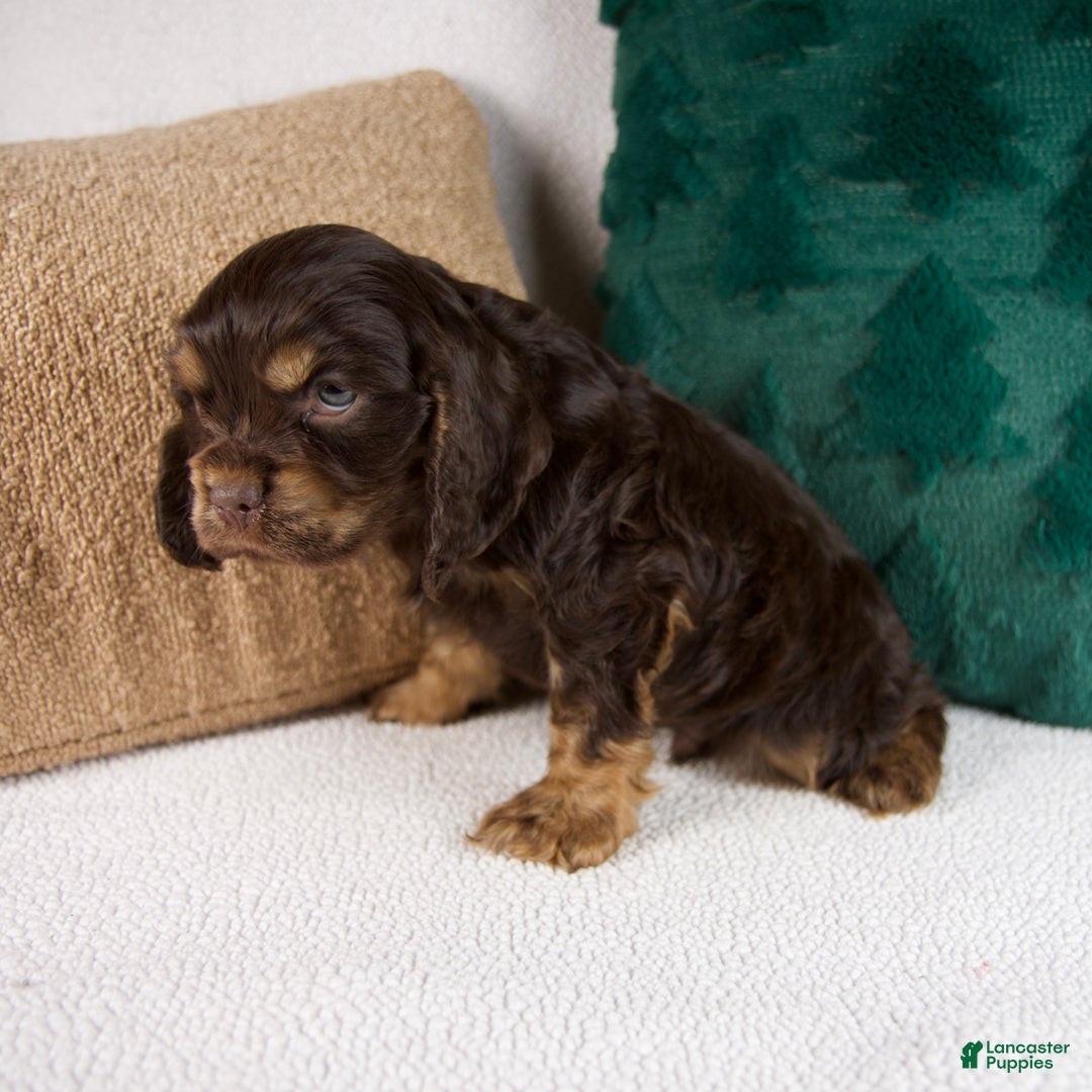 Cocker Spaniel dogs for sale: Rusty - Ad 5