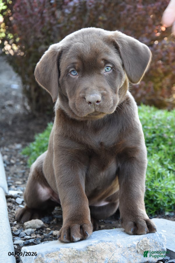 Labrador Retriever dogs Marcus - Ad 2