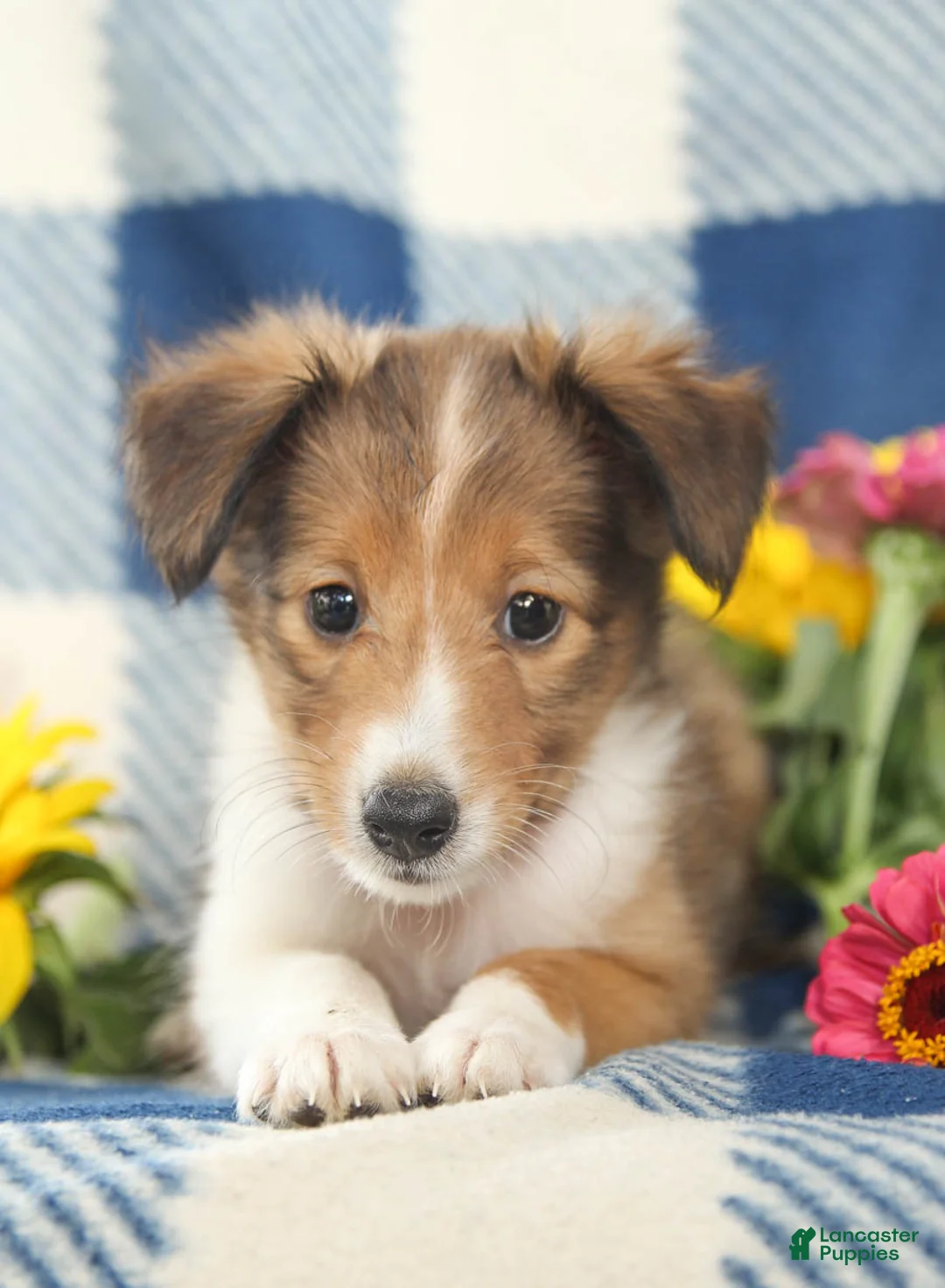 Gallery Image {{count}}