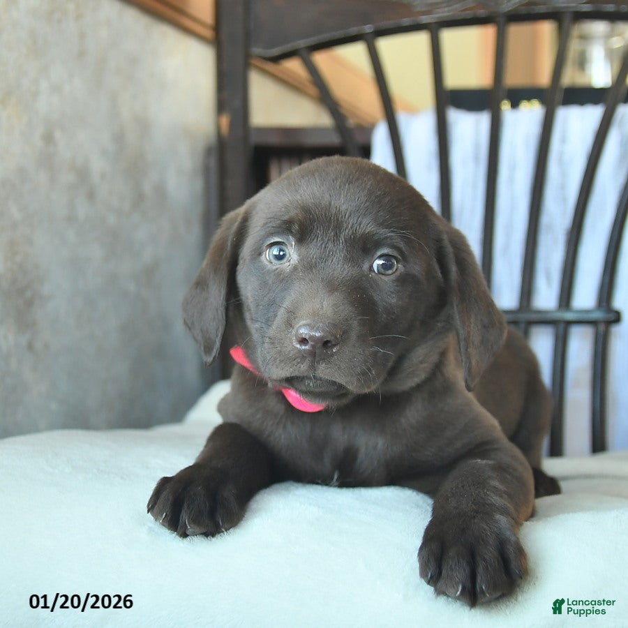 Labrador Retriever dogs Joyce  - Ad 1