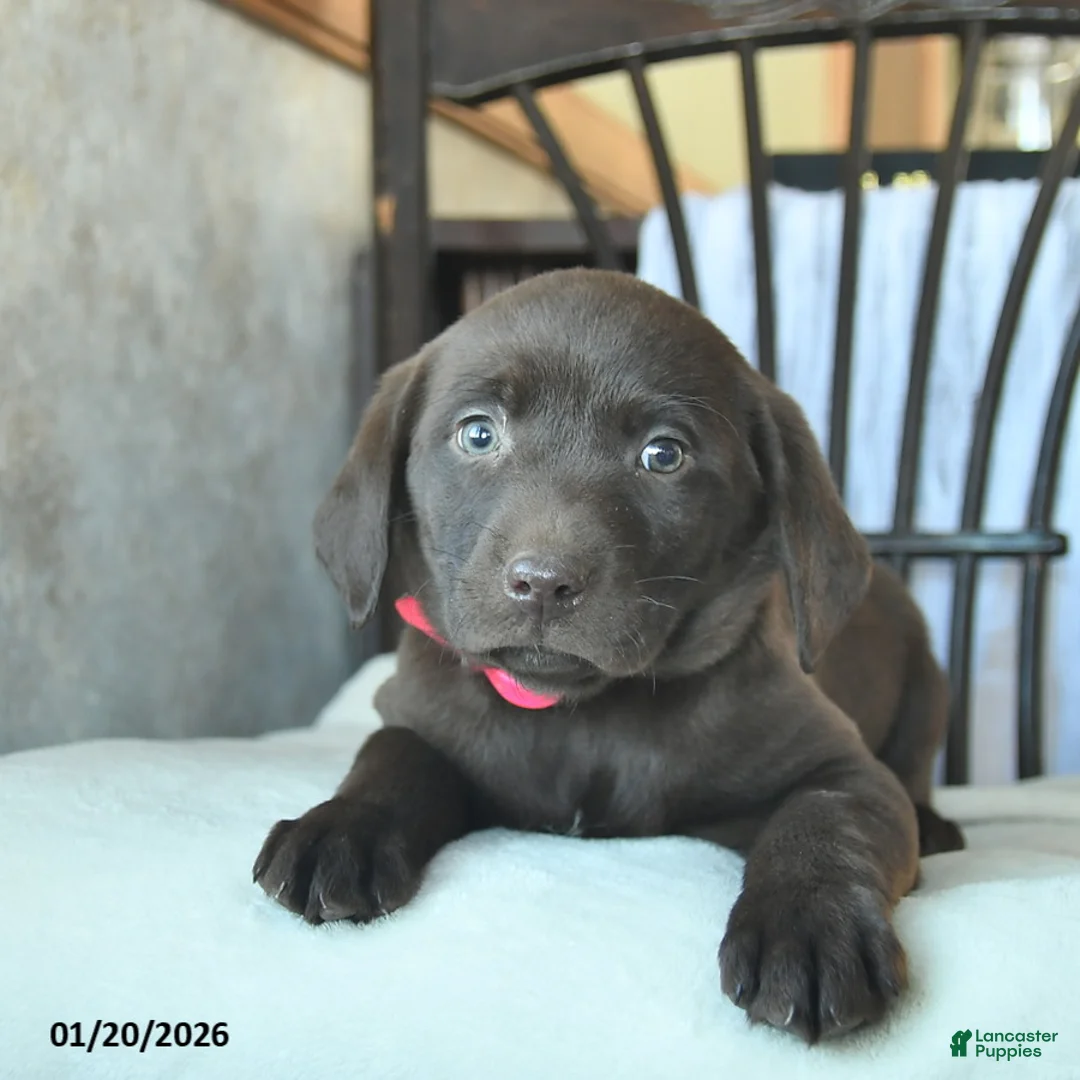Labrador Retriever dogs for sale: Joyce  - Ad 1