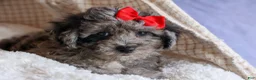 Bichpoo dogs for sale: NORMAN - Ad 9