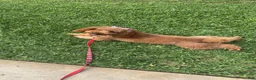 Mixed Breed dogs for sale:  Blue collar Poodle - Ad 5