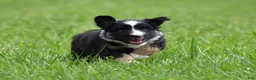 Miniature Australian Shepherd dogs for sale: Piper - Ad 14