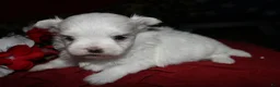Maltese dogs for sale: Mable - Ad 17