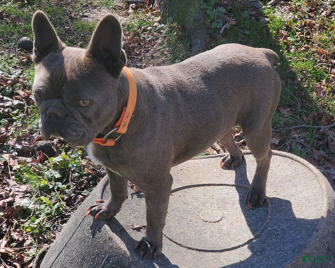 Frenchton dogs for sale: Petey - Ad 8