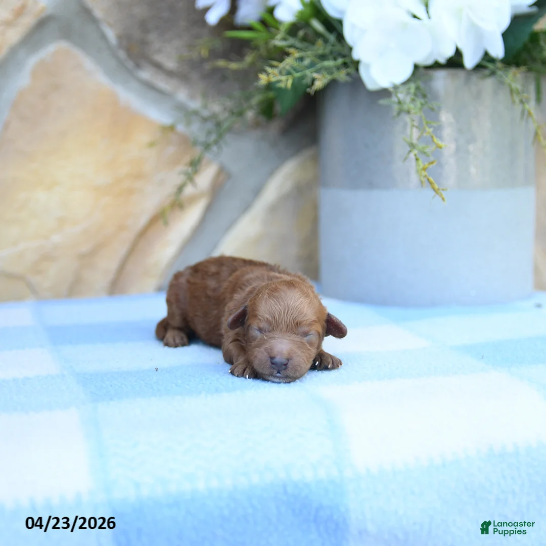 Cavapoo dogs for sale: Flossie - Ad 2