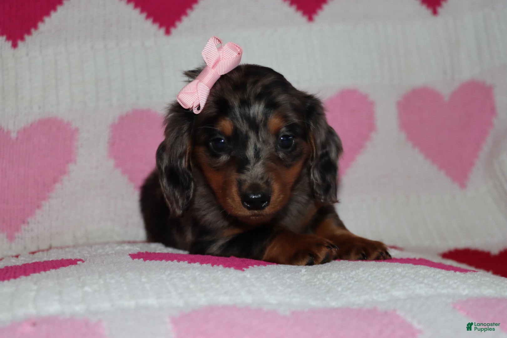 Miniature Dachshund dogs Miley - Ad 2