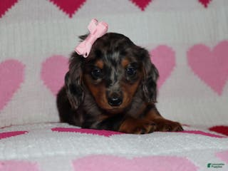 Miniature Dachshund dogs Miley - Ad 30