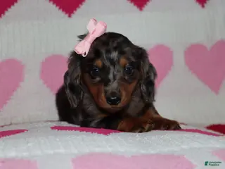 Miniature Dachshund dogs Miley - Ad 38