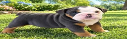 English Bulldog dogs for sale: Blue Blaze - Ad 9