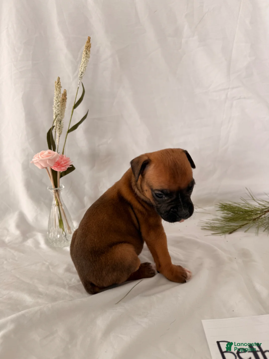 Boxer dogs for sale: Bethany - Ad 2