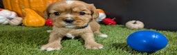 Cavalier King Charles Spaniel dogs for sale: Cavalier King Charles Spaniel Puppy 1 - Ad 2