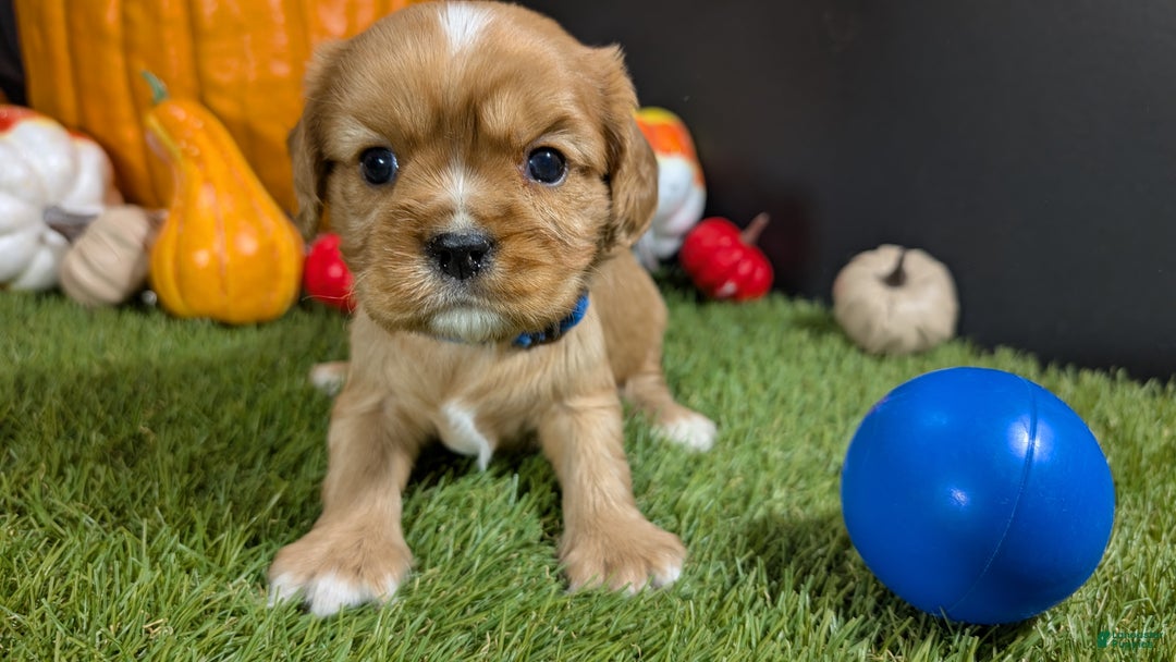 Cavalier King Charles Spaniel dogs for sale: Cavalier King Charles Spaniel Puppy 1 - Ad 2