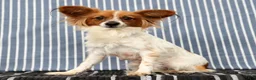 Papillon dogs for sale: Mack - Ad 10