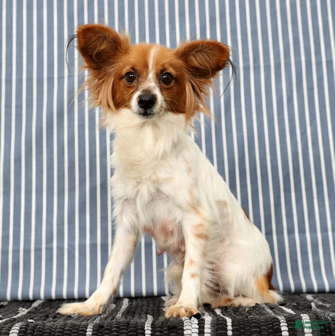 Papillon dogs for sale: Mack - Ad 10
