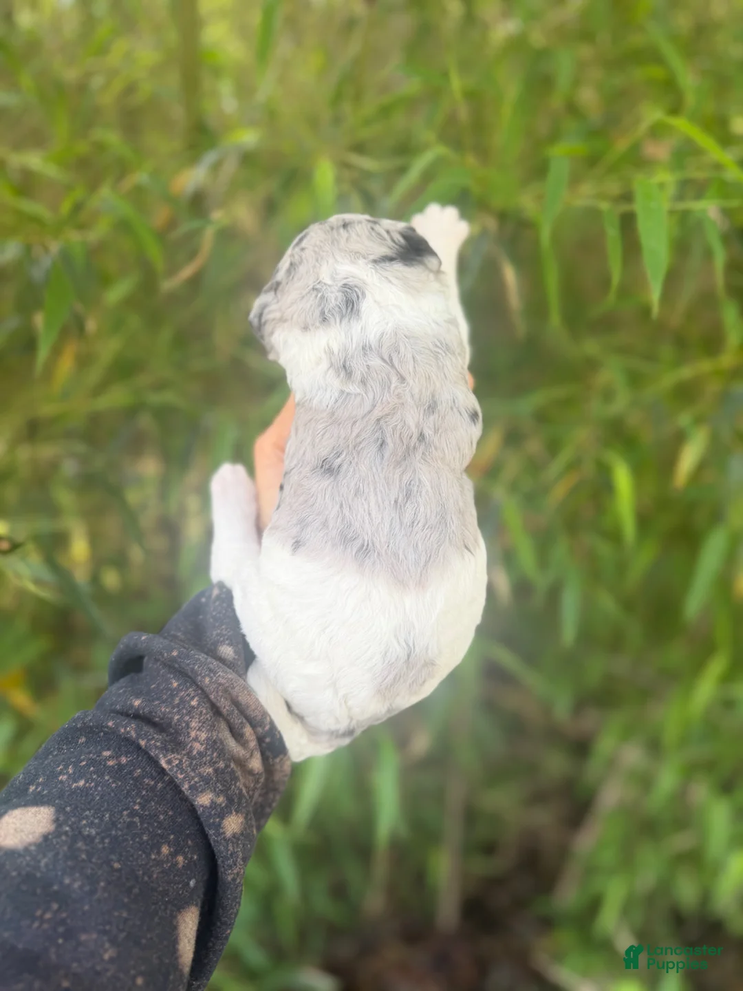 Aussiedoodle dogs for sale: Aussiedoodle Puppy 4 - Ad 2