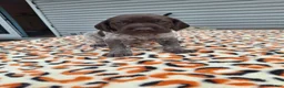 German Shorthaired Pointer dogs for sale: German Shorthaired Pointer Meadow - Ad 2