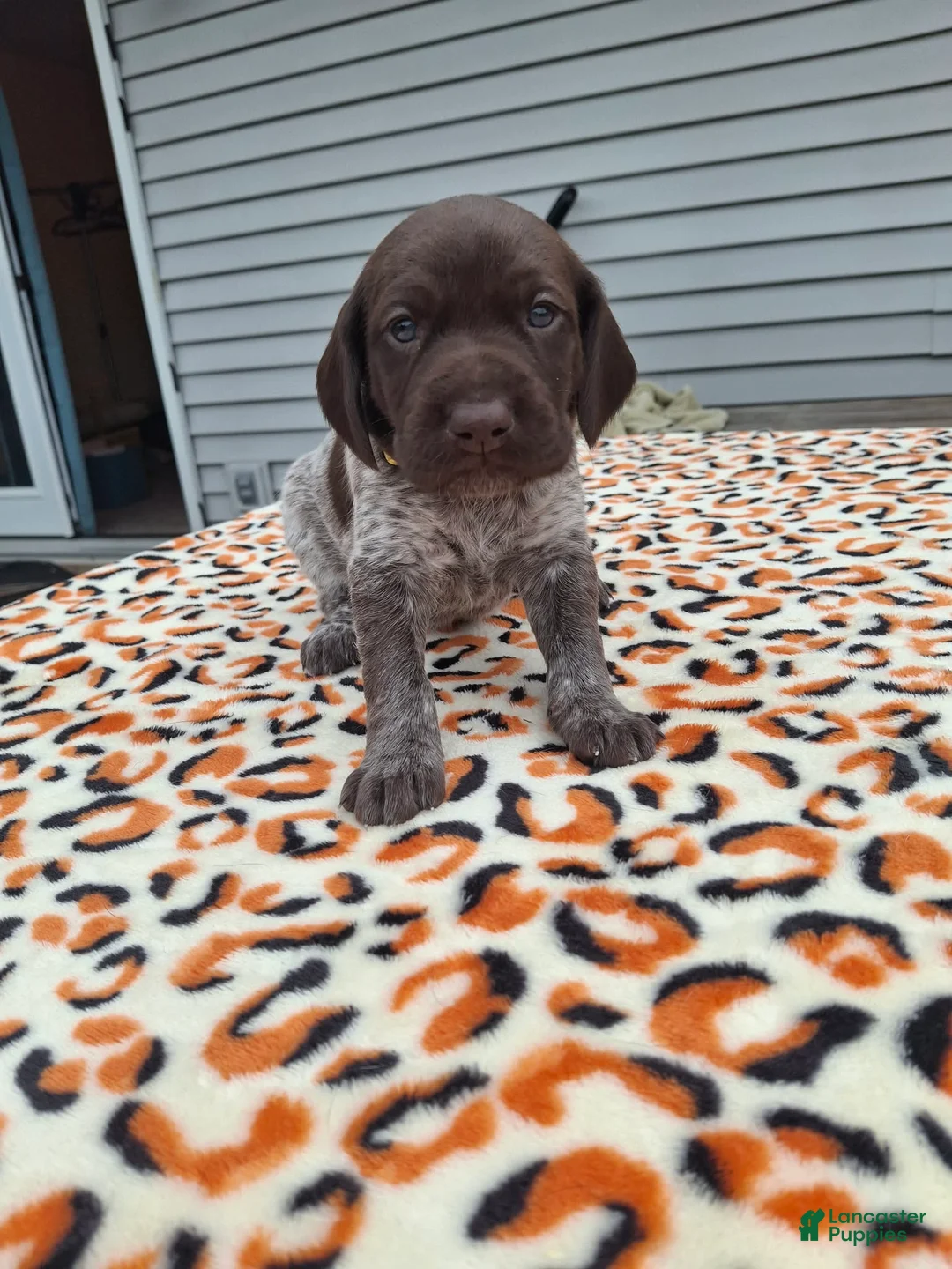 German Shorthaired Pointer dogs for sale: German Shorthaired Pointer Meadow - Ad 2