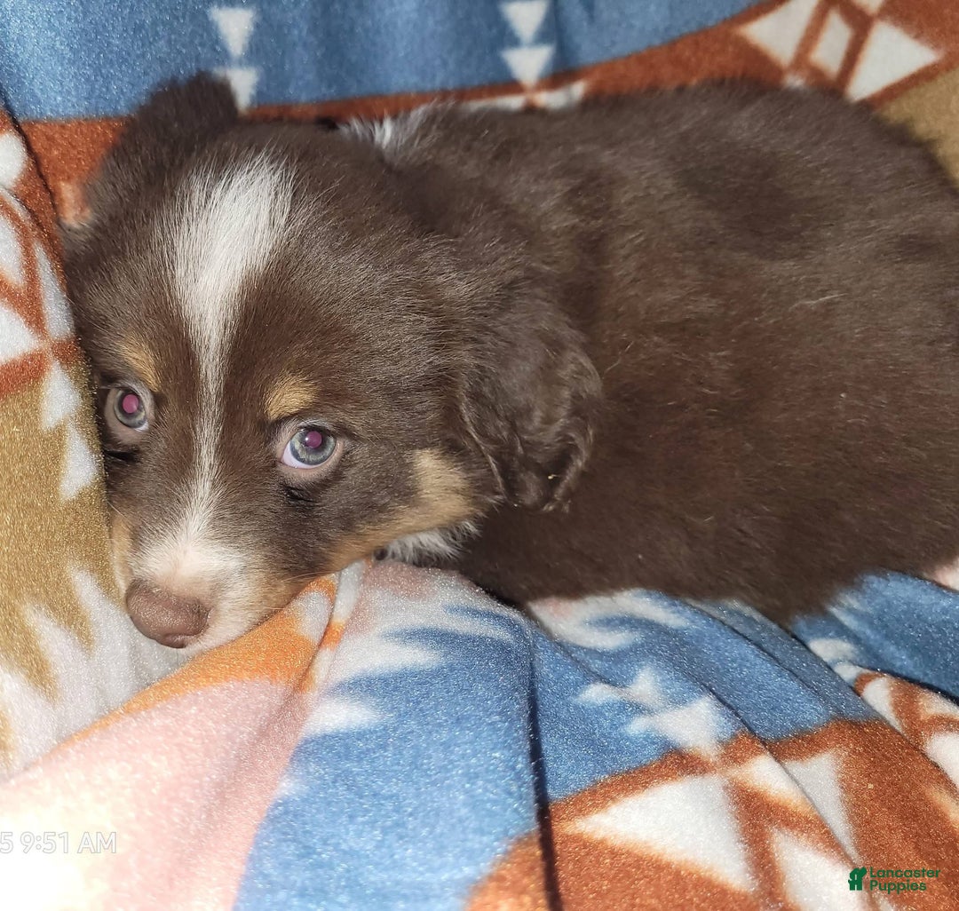 Miniature Australian Shepherd dogs for sale: Miniature Australian Shepherd Puppy 1 - Ad 2