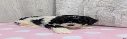 Cavapoo dogs for sale: Cherry - Ad 4