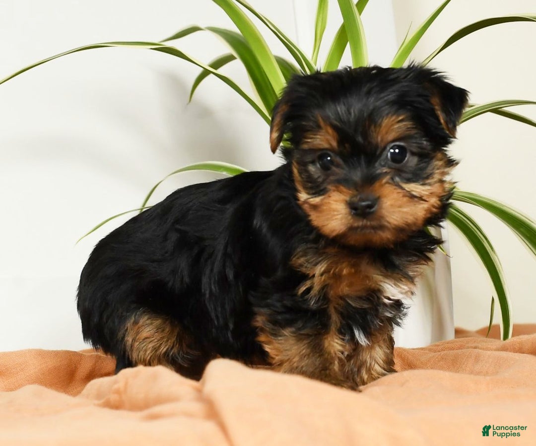 Yorkshire Terrier dogs for sale: Benny - Ad 5