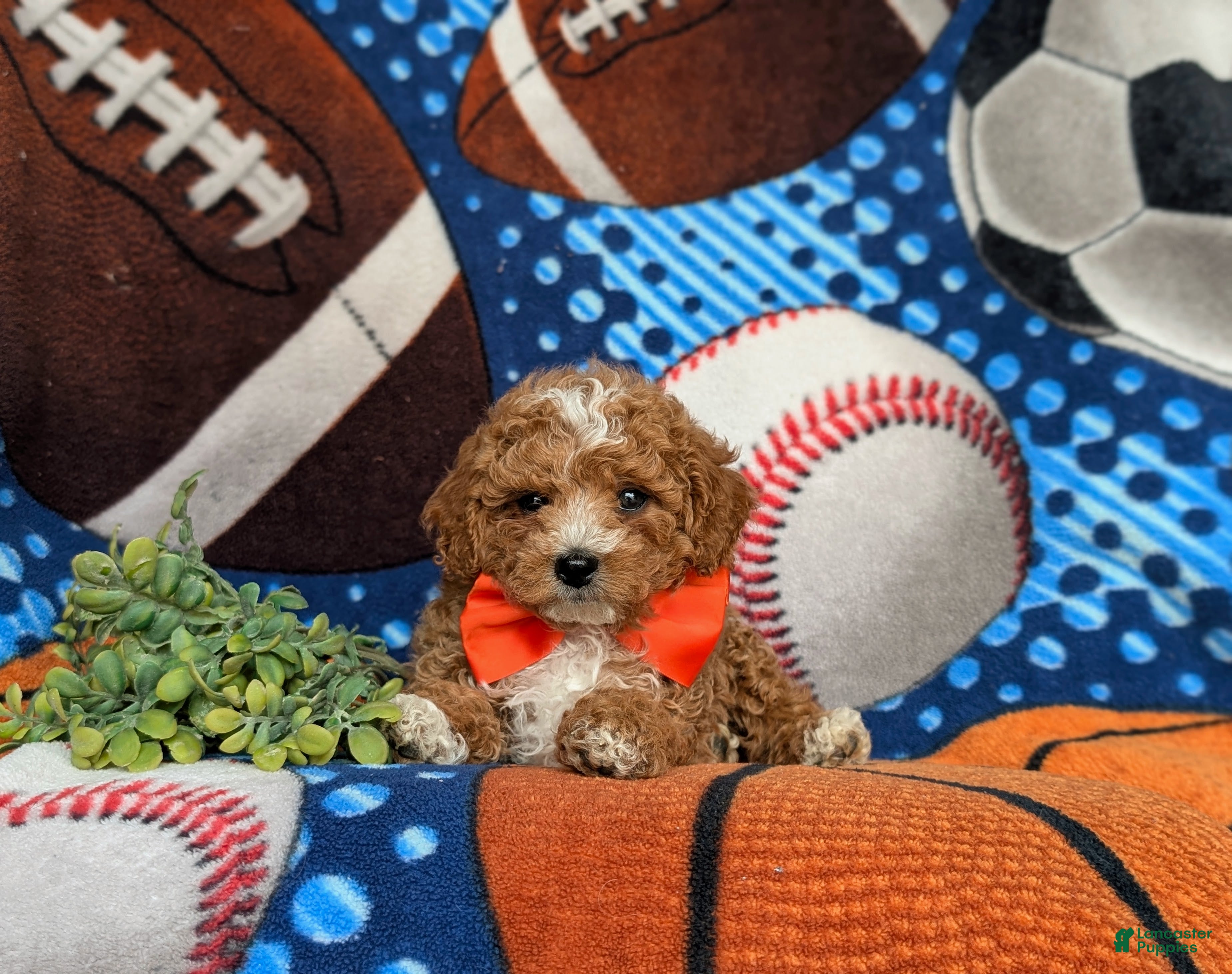 Miniature Poodle dogs for sale: Oden - Ad 5