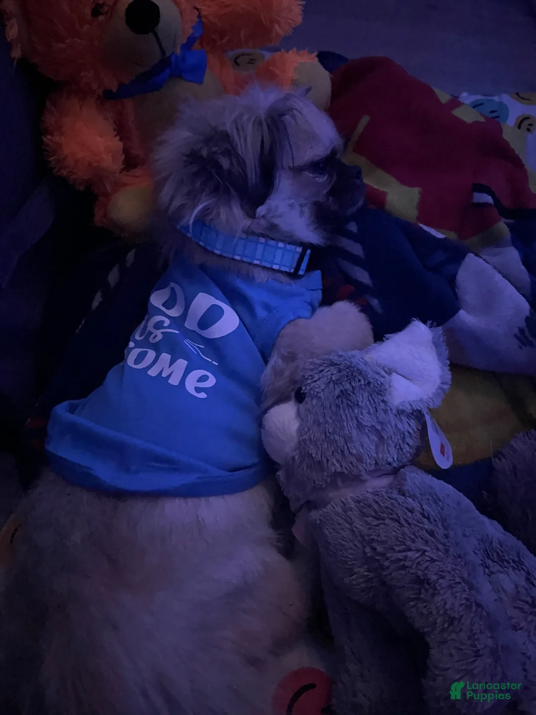 Pekingese dogs for stud: Gizmo - Ad 2