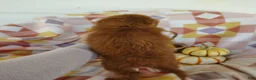 Mixed Breed dogs for sale: Stacy  - Ad 5