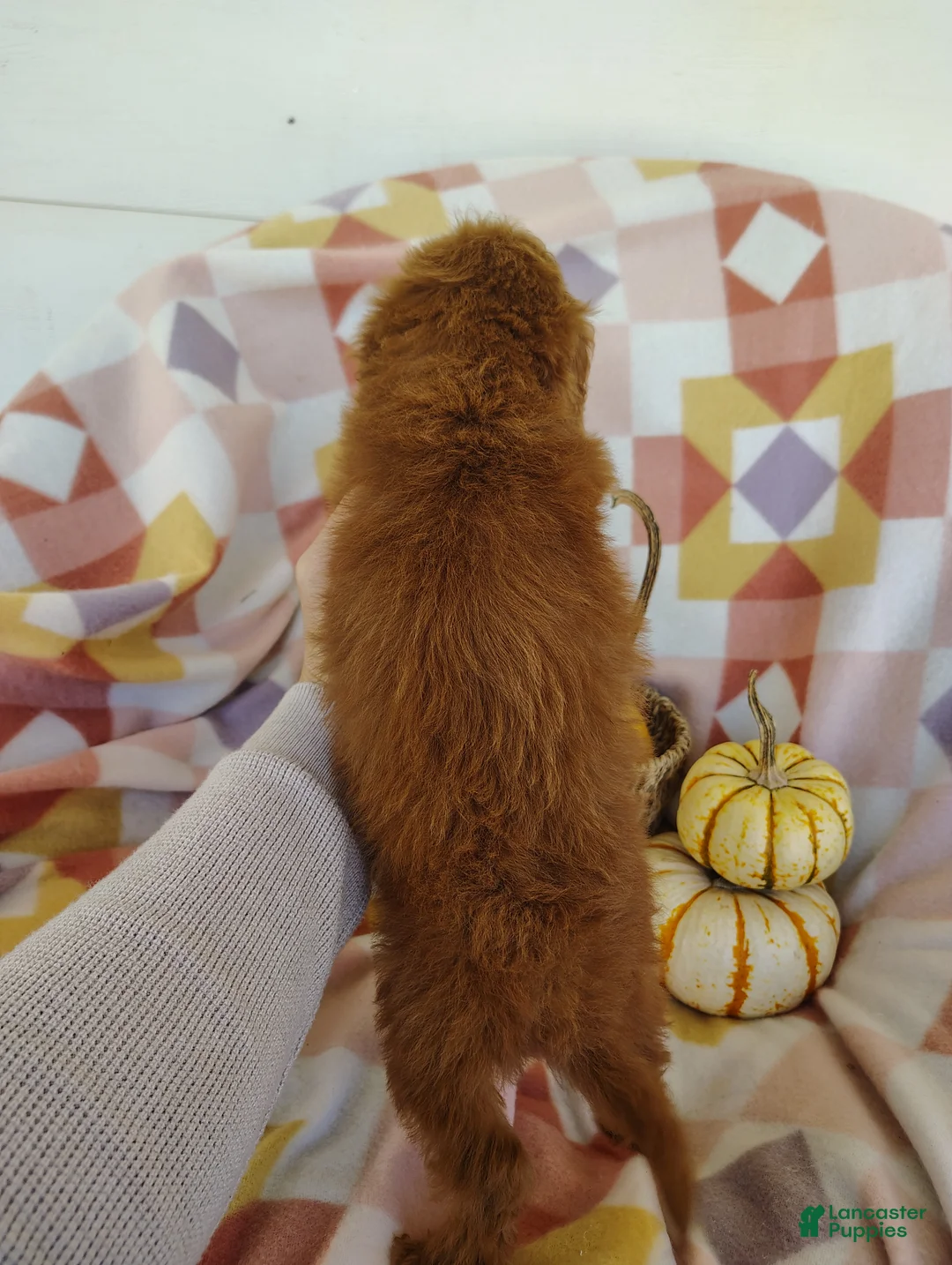 Mixed Breed dogs for sale: Stacy  - Ad 5