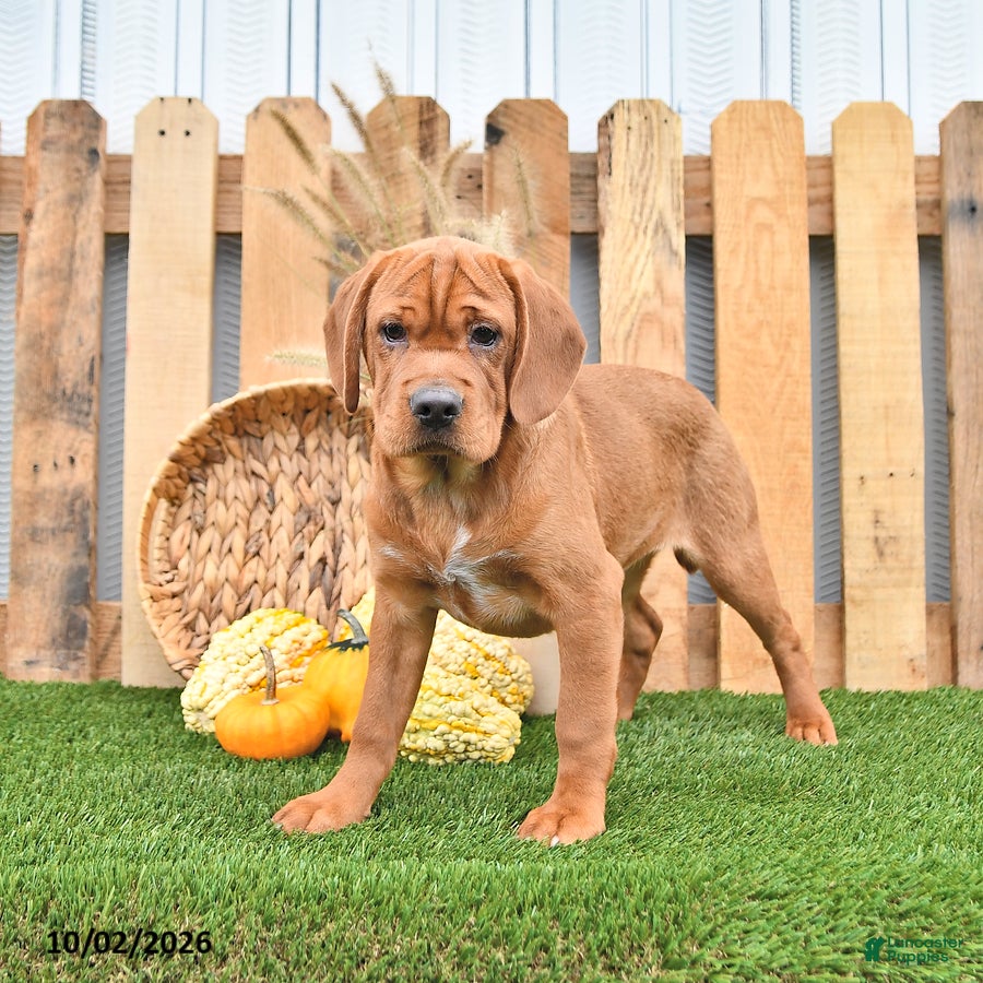 Mini Hippo dogs Missie - Ad 2